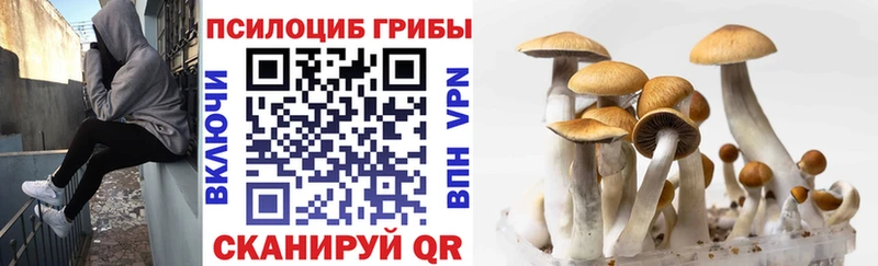 Галлюциногенные грибы Psilocybe  Чекалин 